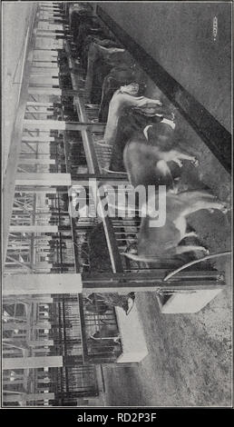 . Dairying, di pollame e di allevamento del bestiame a Washington. Dairying; pollame; bestiame. . Si prega di notare che queste immagini vengono estratte dalla pagina sottoposta a scansione di immagini che possono essere state migliorate digitalmente per la leggibilità - Colorazione e aspetto di queste illustrazioni potrebbero non perfettamente assomigliano al lavoro originale. Washington (stato). Ufficio di Statistica e immigrazione; Giles, Harry F. Olympia, nello Stato di Washington , E. L. Boardman, stampante pubblica Foto Stock