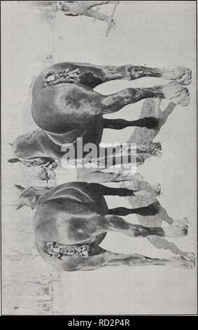 . Dairying, di pollame e di allevamento del bestiame a Washington. Dairying; pollame; bestiame. . Si prega di notare che queste immagini vengono estratte dalla pagina sottoposta a scansione di immagini che possono essere state migliorate digitalmente per la leggibilità - Colorazione e aspetto di queste illustrazioni potrebbero non perfettamente assomigliano al lavoro originale. Washington (stato). Ufficio di Statistica e immigrazione; Giles, Harry F. Olympia, nello Stato di Washington , E. L. Boardman, stampante pubblica Foto Stock