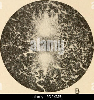 . Citologia, con speciale riferimento al nucleo metazoan. Le cellule. . Si prega di notare che queste immagini vengono estratte dalla pagina sottoposta a scansione di immagini che possono essere state migliorate digitalmente per la leggibilità - Colorazione e aspetto di queste illustrazioni potrebbero non perfettamente assomigliano al lavoro originale. Agar, Wilfred Eade, 1882-. Londra, Macmillan Foto Stock