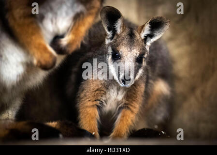 Opal joey giallo-footed Rock-wallaby dopo aver lasciato sua madre sacca per essere visto in pubblico per la prima volta presso la Flamingo Terra vicino Kirby Misperton nel North Yorkshire. Foto Stock