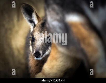 Opal joey giallo-footed Rock-wallaby dopo aver lasciato sua madre sacca per essere visto in pubblico per la prima volta presso la Flamingo Terra vicino Kirby Misperton nel North Yorkshire. Foto Stock