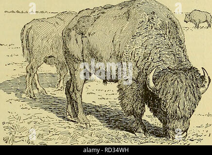 . Dell'enciclopedia degli animali della fattoria. Animali domestici; di prodotti di origine animale. BISON BISON 287 Figg. 324-326. Piastre i bisonti e CATTALO. e VII. Il genere Bison delle specie bovina famiglia include i bisonti americani, comunemente chiamato "buffalo", e la Comunità europea uro (Bison bonasus), insieme con alcune specie estinte. Bisonti vengono distin- guished da bovini domestici principalmente dalla loro grande dimensione, massiccia fore-quarti e shaggy aspetto. La testa è ampia e porta a breve, forte di corna che la curva verso l'alto e verso l'interno dalla ","",.,u,"i (K ,",."""", i lati della fronte. La pesante, a bassa portato h Foto Stock