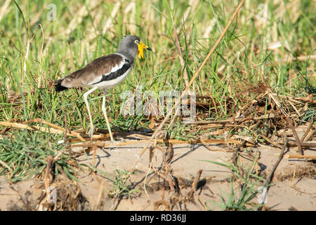 Un africano wattled pavoncella (Vanellus senegallus) accanto lo Zambesi con colore giallo brillante bargigli. Foto Stock