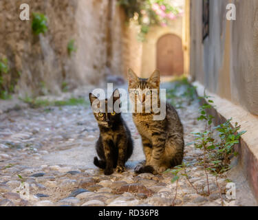 Simpatico gatto gattini sono i migliori amici e seduti fianco a fianco in una strada pavimentata a ciottoli nel cuore della città vecchia di Rodi, Grecia Foto Stock