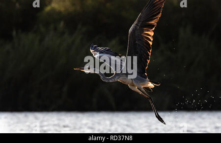 Un Airone cinerino (Ardea cinerea) tenuto fuori dalle secche del fiume Zambesi con lo streaming di luce attraverso la sua ala. Foto Stock