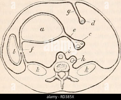 . Il encyclopaedia - Wikizionario di anatomia e fisiologia. Anatomia e fisiologia; Zoologia. 940 peritoneo. navel e legamento falciforme del fegato. Da quest'ultima posizione che abbiamo raggiunto prima le superfici anteriore e posteriore della minore omento, ex tracciando la superficie libera al di sopra del lobo sinistro, e quest'ultimo tracciando oltre il lobo destro del fegato. Dai lati della falciforme liga epatica- ment, procedendo in ciascuna direzione laterale, in una vista in sezione orizzontale linea adottata a livello del foramen di Winslow, a sinistra troviamo la libera superficie peritoneale continua, uninte Foto Stock