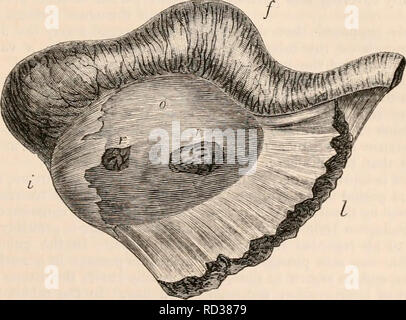 . Il encyclopaedia - Wikizionario di anatomia e fisiologia. Anatomia e fisiologia; Zoologia. Tubo di Falloppio O OVIDOTTO - (FUNZIONI). Come le arterie del tubo, spesso un- astomose l uno all altro da rami trasversali, che servono a collegare tra loro le due linee principali. Questi raccogliere il sangue di ritorno arido portatelo nel plesso uterino di vene poste lungo i lati dell'utero. La i linfatici del tubo hanno la stessa fonte comune come quelli che riforniscono il resto dell'interno organo generativo. I nervi che sono molto snello, seguire il corso delle arterie. Essi sono de- rived, accordi Foto Stock