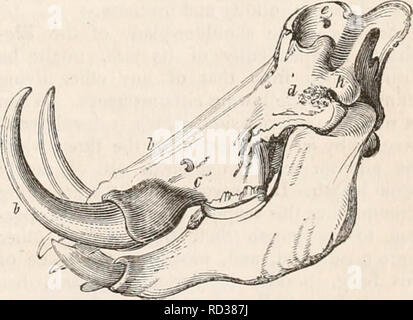 . Il encyclopaedia - Wikizionario di anatomia e fisiologia. Anatomia e fisiologia; Zoologia. Cranio di un tapiro merican. Fig. 473.. Cranio di Sus Larvatus. Lettere come in figura 465.. Si prega di notare che queste immagini vengono estratte dalla pagina sottoposta a scansione di immagini che possono essere state migliorate digitalmente per la leggibilità - Colorazione e aspetto di queste illustrazioni potrebbero non perfettamente assomigliano al lavoro originale. Todd, Robert Bentley, 1809-1860. Londra, Sherwood, Gilbert, e Piper Foto Stock