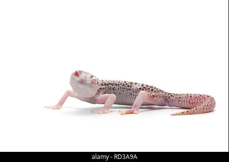 Leopard Gecko isolati su sfondo bianco Foto Stock