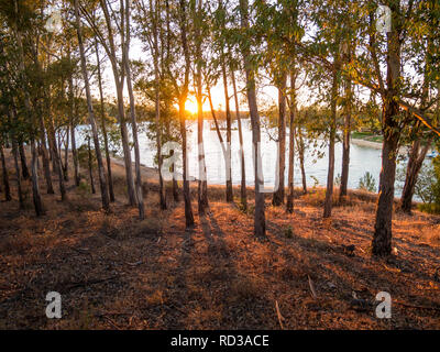 Immagine di una mistica di sole nella foresta con il mare in background durante il tramonto Foto Stock