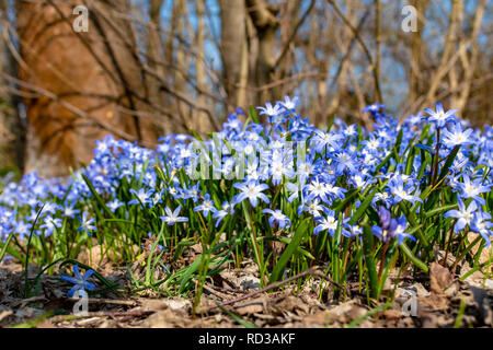 Close-up da molti fiori di primavera denominata squill (genere Scilla), che crescono su una foresta glade. Foto Stock