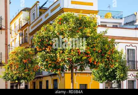 Alberi di arancio su una strada pubblica a Siviglia, Spagna Foto Stock