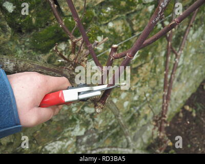 La potatura di rose , la potatura di una rosa rampicante. Foto Stock