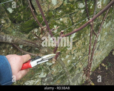 La potatura di rose , la potatura di una rosa rampicante. Foto Stock