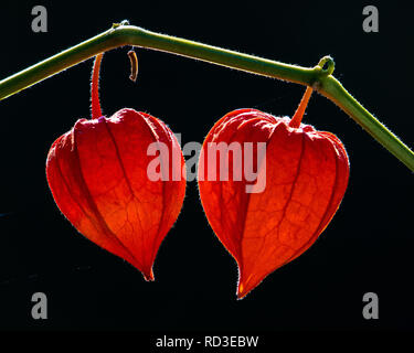 Close-up di lanterne cinesi, Canada Foto Stock