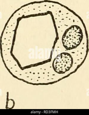 . Il citoplasma della cellula vegetale. Cellule vegetali e tessuti; protoplasma. . Si prega di notare che queste immagini vengono estratte dalla pagina sottoposta a scansione di immagini che possono essere state migliorate digitalmente per la leggibilità - Colorazione e aspetto di queste illustrazioni potrebbero non perfettamente assomigliano al lavoro originale. Guilliermond, Alexandre, 1876-; Atkinson, Lenette può Rogers, 1899-. Waltham, Massachusetts , Chronica Botanica Company Foto Stock