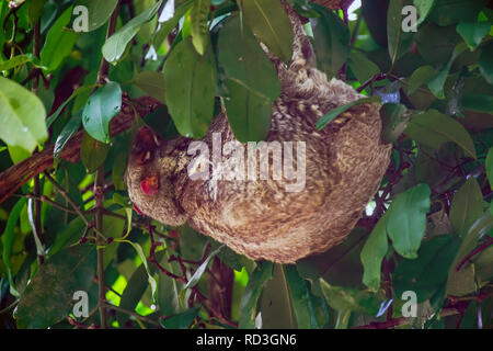Il Sunda lemuri volanti (Galeopterus variegatus) o Sunda colugo, noto anche come: la malese lemuri volanti o colugo: la malese, è una specie di colugo. Foto Stock