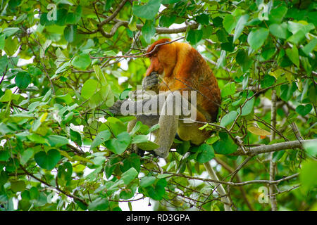 Proboscide monkey mangiare, isola del Borneo Malese. Foto Stock