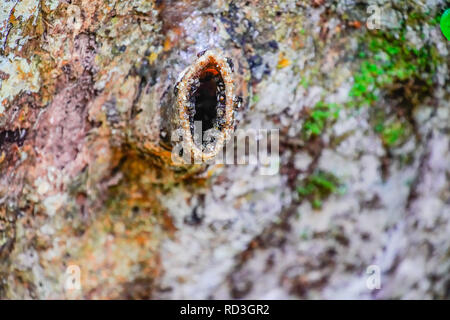 Stingless nero api attorno al loro nido, Borneo foresta pluviale, Sarawak, Malaysia. Foto Stock