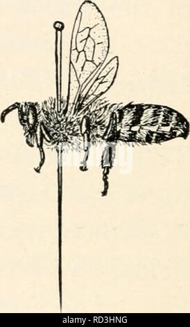 . Entomologia elementare. Gli insetti. FIG. 483. Che mostra il metodo di pinning Coleoptera (Dopo Washburn) montate su perni a gomito, o sui bit di fine filo d'argento (minutien- nadcln che sono bloccati tramite bit di sughero o di midollo e segnato come un punto di cartone. Ditteri. In Diptera il perno viene eseguita attraverso la parte centrale del torace e le ali, se non si è diffusa, dovrebbe essere esteso. In lunghe zampe vola, come la gru-fly, le gambe dovrebbe essere supportata fino a quando il campione è a secco. In effetti non è una cattiva idea mettere un permanente pezzo di cartoncino sui perni tenere- ing tali esemplari. Il più piccolo Foto Stock