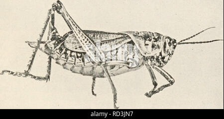 . Entomologia elementare. Gli insetti. Ortoterri American Acridium (Schistocerca americana), è comune, ma raramente diventa abbastanza numerosi per essere gravemente pregiudizievole. Si tratta di uno dei nostri maggiori specie (quasi tre pollici di lunghezza) e rende tanto scompiglio come un piccolo uccello che vola in alto prima di uno. Negli Stati del Golfo e sulle pianure del sud-ovest, si verificano due nostre larg- est specie, noto come la gomma grasshopper e maldestra locust, così chiamato dal loro movimenti maldestri. Entrambi sono a breve alati e non in grado di volare, ma riescono a percorrere notevoli distanze.. FIG. 103. Il sud della gomma grassho Foto Stock