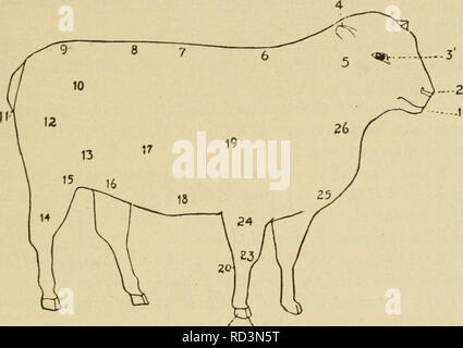 . Agricoltura elementari. L'agricoltura. Pecore (capitolo 4). 21 ZZ Fig. 124. Schema di una pecora 1, museruola; 2, narice; 3, occhio; 4, orecchio; 5, della gola; 6, garrese; 7, indietro; 8, lombo; 9, Rmnp; 10, angolo di Ilium; 11, la coda o il Dock; 1^, dell'anca; 13, pancia; U, Garretto; 15, soffocare giunto; 16, ventre; 17, laterale o di canna; è, il sottopancia misurare; 19, avambraccio; 20, spalla; 21, caviglia; 22, la graffa; 23, ginocchio; 24, gomito; 25, torace; 26, il collo. 1. Copiare la figura sopra. 2. Chiudere il tuo libro e il nome delle parti di una pecora dal tuo disegno. 3. Se il costo è di 25 centesimi per ogni asta per costruire un recinto adatto per allevare bestiame e 50 centesimi per Foto Stock