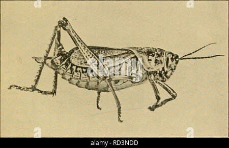 . Entomologia elementare. Entomologia. Ortoterri 83 American Acridium {Sc/iistocara avicricana), è comune, ma raramente diventa abbastanza numerosi per essere gravemente pregiudizievole. Si tratta di uno dei nostri maggiori specie (quasi tre pollici di lunghezza) e rende tanto scompiglio come un piccolo uccello che vola in alto prima di uno. Negli Stati del Golfo e sulle pianure del sud-ovest, si verificano due nostre larg- est specie, noto come la gomma grasshopper e maldestra locust, così chiamato dal loro movimenti maldestri. Entrambi sono a breve alati e non in grado di volare, ma riescono a percorrere notevoli distanze.. Fig. 103. Il sud della gomma Foto Stock