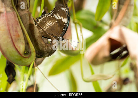 Butterfly, Morpho peleides, morfologia blu con le ali ripiegate su una carne mangiare pianta carnivora, una macro immagine Foto Stock