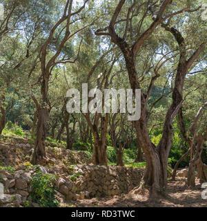 Olivo percorso in Nikitsky Giardino Botanico (uno pi antichi Orti botanici in Europa), la penisola di Crimea Foto Stock