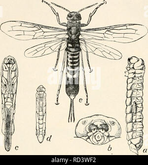 . Entomologia elementare. Gli insetti. 246 KLKMKNTARY ENTOMOLOGIA Horn-tail (Siricidae). Il ovipositor del corno-tail è cylin- drical, più simile a un dispositivo di prelievo e, come esso sporge dall'addome, ha dato la famiglia il suo nome. Le uova sono previste entro i gambi delle erbe e varie piante come berry canne e ontano, mentre alcune delle specie più grandi di depositarli in solido legno di varie tonalità e gli alberi forestali, di solito quando l'albero sta iniziando a morire .. di fig. 388. Il piccione tremex, o il corno-coda (Tremex columba} un, larva con giovani larve di Thalessa fissata ad un suo lato ; £, la sua testa ; c Foto Stock