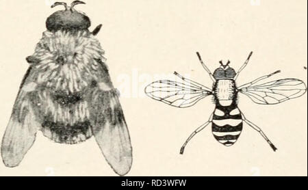 . Entomologia elementare. Gli insetti. FIG. 369. Rat-tailed verme, larva di una syrphid fly analoga a quella di Fig. 368. (2 volte la dimensione naturale) (dopo Kellogg) tra colonie di pianta-pidocchi, intorno al quale le mosche può essere visto in bilico e i vermi divorare il aphides greedily, essendo tra loro più importante nemici naturali. Alcune delle specie più grandi sono fittamente ricoperta con il giallo e il nero di capelli, così molto somiglianti a bombi, in cui nidifica il loro larve risiedono. Un comune specie che spesso si trova su windows in autunno è noto come il fuco-fly, dalla sua stretta somiglianza con un miele-bee drone. Il suo Foto Stock