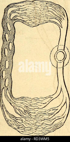 . Elementari di anatomia e fisiologia : Per college, accademie e altre scuole. Anatomia e Fisiologia. I corpuscoli sanguigni di tf, lampreda Anguilla; &AMP;, Skate.. Branchio-Cardiac canali. Cuore. Le arterie. Maggiore diffusione. Schema di circolazione in Pesci. 426. Vaso dorsale, o Cuore di articola.-In ar- ticulata, di una nave o di un tubo passa lungo la parte posteriore del corpo- dietro gli intestini e di fronte alla catena di gangli- chiamato il vaso dorsale, che è suddiviso in tanti por- zioni in quanto non vi sono segmenti del corpo. Questa è veramente la cosa peculiarità nella coda dell'anguilla ? 4" Foto Stock