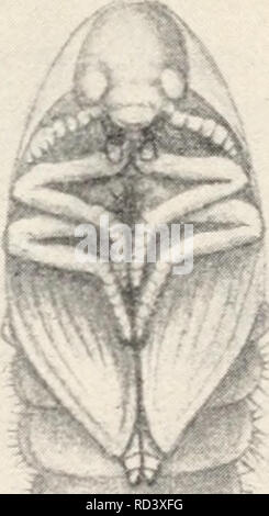 . Entomologia elementare. Gli insetti. '! ) FIG. 205. Dispensa-maggiolino. (Ingrandita) larva ; £, pupa ; r, coleottero adulto. (Dopo Howard, Reparto di Stati Uniti dell'agricoltura). Si prega di notare che queste immagini vengono estratte dalla pagina sottoposta a scansione di immagini che possono essere state migliorate digitalmente per la leggibilità - Colorazione e aspetto di queste illustrazioni potrebbero non perfettamente assomigliano al lavoro originale. Sanderson, Dwight, 1878-1944; Jackson, C. F. (Cicerone Floyd), b. 1882. Boston, New York [ecc. ] Ginn e azienda Foto Stock