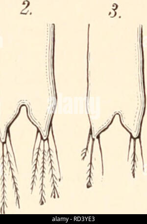 . Il darwinismo; una esposizione della teoria della selezione naturale, con alcune delle sue applicazioni. La selezione naturale; evoluzione. . Si prega di notare che queste immagini vengono estratte dalla pagina sottoposta a scansione di immagini che possono essere state migliorate digitalmente per la leggibilità - Colorazione e aspetto di queste illustrazioni potrebbero non perfettamente assomigliano al lavoro originale. Wallace, Alfred Russel, 1823-1913. Londra e New York, Macmillan e co. Foto Stock