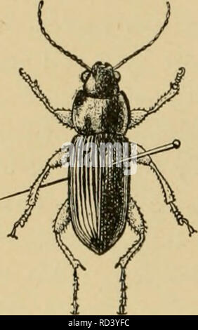 . Entomologia elementare. Entomologia. 348 entomologia elementare. Fig. 483. Che mostra il metodo di pinning Coleoptera (Dopo Washburn) montate su perni a gomito, o sui bit di sottile filo di argento {mimitien- nadclji), che sono bloccati tramite bit di sughero o di midollo e segnato come un punto di cartone. Ditteri. In Diptera il perno viene eseguita attraverso la parte centrale del torace e le ali, se non si è diffusa, dovrebbe essere esteso. In lunghe zampe vola, come la gru-fly, le gambe dovrebbe essere supportata fino a quando il campione è a secco. In effetti non è una cattiva idea mettere un permanente pezzo di cartoncino sui perni tenere- Foto Stock