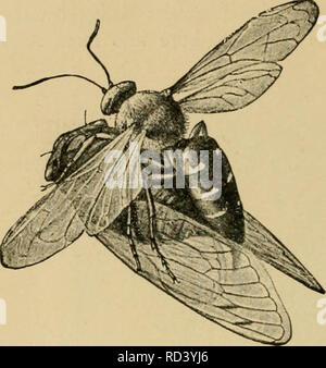 . Entomologia elementare. Entomologia. 264 entomologia elementare. digger-vespe nelle loro abitudini, rendendo burrows nella terra o in legno, o formando i loro nidi di fango e li di provisioning con gli insetti. Uno dei nostri comuni specie {Eunienes fraternns) fa un po' di fango nido sui rami di alberi e cespugli che appare come una miniatura di acqua-brocca. I giovani sono alimentati con i bruchi e godetevi cankerworms quando questi sono disponibili. Altre specie di questa famiglia sembrano piccoli yel- basso-giacche. Il sociale-vespe Fig. 419. Femmina speciosiis Sphechis trasportare- ing cicala alla sua tana. (Dimensione naturale) (dopo Foto Stock