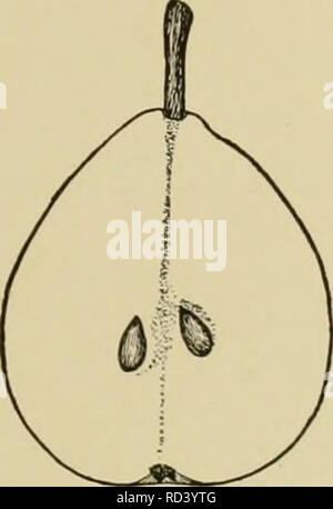 . Dell'enciclopedia di hardy frutti. Frutta; frutti-coltura. Estate DOYENNE URBANISTE 103 seme piantato da Thomas costante nel 1820, in Sangamon County, Illinois. Albero grande, vigorosa, verticale-diffusione, aperta superiormente, Hardy, produttivo; tronco tozzo, shaggy, rami di spessore, liscio, opaco marrone rossastro, cosparsi di nu- merous grandi, sollevato lenticelle. Lascia lunghi 3 pollici, 1% pollici di larghezza, sottile, vellutato ; conicità di apice appuntito; margin glandless, finemente dentellate picciolo; 2 pollici di lunghezza, snello, venato rosso, glabrous. Fiori in ritardo, 1% pollici attraverso, in cluster ad alta densità, media 8 gemme in un cluster. Frutto maturo in la Foto Stock
