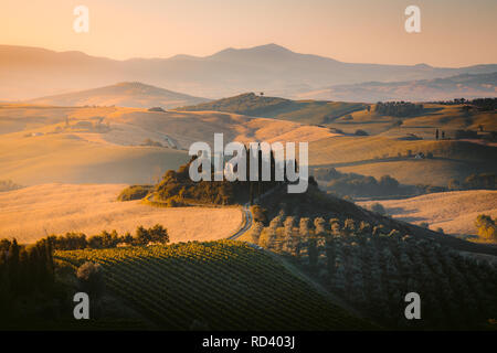 Vista panoramica del tipico paesaggio toscano con verdeggianti colline e campi di raccolto in golden. La luce del mattino al sorgere del Sole, Val d'Orcia, Italia Foto Stock