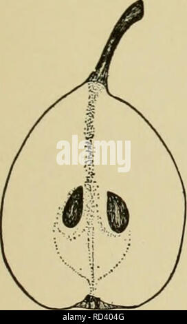 . Dell'enciclopedia di hardy frutti. Frutta; frutti-coltura. BEURRE DE JONGHE BRANDYWINE molto buona di migliori; core grandi, chiuso con nucleo di afferraggio-linee; calice-tubo corto, ampia, conica ; sementi ampia, lungo, paffuto, acuta. BEURRE DE JONGHE. Un primo requi- sito in qualsiasi pera di qualità migliore è che non ci deve essere nessun retrogusto sgradevole nella carne. I frutti di quasi nessuna delle pere invernali di soddisfare questo requisito, ma quelli di questa varietà sono del tutto esente da questo potere astringente e sono inoltre, dolce, ricca e deliziosa. Le pere maturano in gennaio e può essere mantenuta per un mese o sei settimane a mari Foto Stock