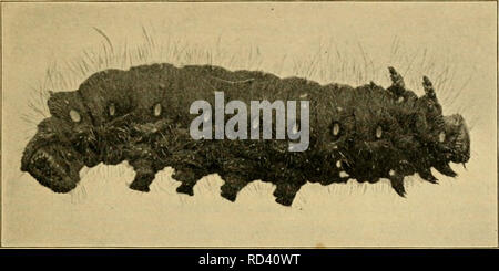 . Entomologia elementare. Entomologia. Il BUTTERPXIES e falene 217. Fig. 345. Caterpillar del imperial moth {Basilona iiiiperialis). (Dimensione naturale) Sommario della I.fpidoptera farfalle. Giorno volantini. Antenne clubbed. Ali tenuto verticalmente. Skippers {Hesperi/ia). Antenne agganciato. Vero farfalle mi^Papilioniiia). Coda forcuta farfalle {Papilionidae). Il bianco e il giallo farfalle {Pieridae). Gossamer-winged farfalle {^Lycaenidae). Quattro-footed farfalle {AympJialidae). Falene. Notte volantini. Antenna; non clubbed. Ali detenute piatta. M icrolepidoptera. Famiglia {Tineidae). Foglia-minatori, vestire Foto Stock
