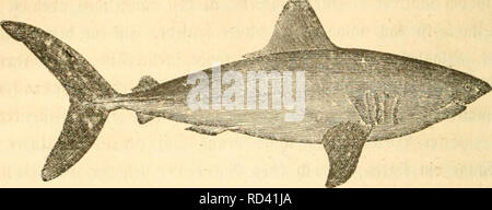 . Danmarks fiske. Pesci. 652. ^aabranbfloegtctt (Lamna Cuv). ®nuten af mirrdmaattg l^ceritite, trcfitct Vjjranittalflf. 9?aefeborcne &gt;aa Untrrflaren, imt en lifle 5Ilap, uomini utit 3i)?untfurc. 3ngen 53Nazioni Unite!t)ut'. 8p ve jtebul Icrni- meget maa og langt borsa c'jnene. S een terne flate, trcfantete, ucen (Saugtagger, uomini boè 33i7ne ha incontrato" en eUer lo ^^ifpttfcr ^aa bvaer ^ui af 9?oten. ©jaellef pal ftore terne, alle specifiche diun 53r9ft* finnerne, gørfte 9J^gftnnc langt specifiche diun ^^ugftnnevnc, anJ^en simili, ligeoi'er dieci ligeleteg poco ©atborftnne. -Ralefinnen ()abniaanetannet, incontrato&GT; ® rub er "et i)iDten; ^jøle Foto Stock
