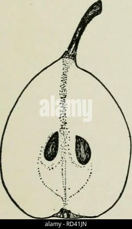 . Dell'enciclopedia di hardy frutti. Frutta; frutti-coltura. BEURRE DE JONGHE MARCA YWINE 81 molto buona di migliori; core grandi, chiuso con nucleo di afferraggio-linee ; calice-tubo ' breve, ampia, conica; sementi ampia, lungo, paffuto, acuta. BEURRE DE JONGHE. Un primo requi- sito in qualsiasi pera di qualità migliore è che non ci deve essere nessun retrogusto sgradevole nella carne. I frutti di quasi nessuna delle pere invernali di soddisfare questo requisito, ma quelli di questa varietà sono del tutto esente da questo potere astringente e sono inoltre, dolce, ricca e deliziosa. Le pere maturano in gennaio e può essere mantenuta per un mese o sei settimane a Foto Stock