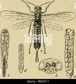 . Entomologia elementare. Entomologia. 246 entomologia elementare Horn-tail {Siricidae). Il ovipositor del corno-tail è cylin- drical, più simile a un dispositivo di prelievo e, come esso sporge dall'addome, ha dato la famiglia il suo nome. Le uova sono previste entro i gambi delle erbe e varie piante come berry canne e ontano, mentre alcune delle specie più grandi di depositarli in solido legno di varie tonalità e gli alberi forestali, di solito quando l'albero sta iniziando a morire. Fig. 388. Il piccione tremex, o il corno-coda (Tremex columba), larva con giovani larve di Thalessa fissata ad un suo lato ; b^ la sua testa ; Foto Stock