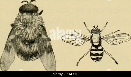 . Entomologia elementare. Entomologia. Fig. 369. Rat-tailed verme, larva di una syrphid fly analoga a quella di Fig. 368. (2 volte la dimensione naturale) (dopo Kellogg) tra colonie di pianta-pidocchi, intorno al quale le mosche può essere visto in bilico e i vermi divorare il aphides greedily, essendo tra loro più importante nemici naturali. Alcune delle specie più grandi sono fittamente ricoperta con il giallo e il nero di capelli, così molto somiglianti a bombi, in cui nidifica il loro larve risiedono. Un comune specie che spesso si trova su windows in autunno è noto come il fuco-fly, dalla sua stretta somiglianza con un miele-bee drone. Ho Foto Stock