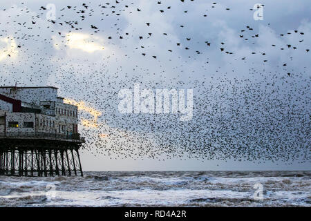 Blackpool, Lancashire, Regno Unito. 16 gennaio, 2019. Regno Unito Meteo. Decine di migliaia di storni sciame oltre il molo nord. Per gli storni di raccogliere da miglia intorno a roost sotto la struttura in ferro, huddling insieme contro la crudele di refrigerazione vento orientale che ora sono attesi. Con il tempo diventando wintery crescente il numero di uccelli ha rigonfiato per un importo stimato in 50.000 e comprende popolazioni migratorie che hanno abbandonato il continente europeo per climi più caldi. Credito: MediaWorldImages/AlamyLiveNews. Foto Stock