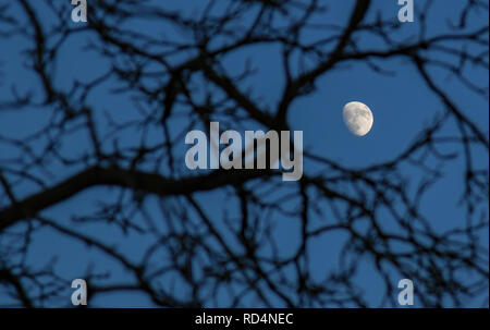 17 gennaio 2019, il Land Brandeburgo, Sieversdorf: la luna di ceratura può essere visto attraverso i rami di un albero nel cielo. Il 21 gennaio un eclissi lunare totale avviene durante le prime ore del mattino, che è visibile da Europa centrale. Foto: Patrick Pleul/dpa-Zentralbild/dpa Foto Stock