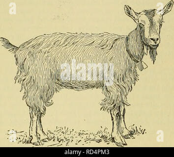 . Dell'enciclopedia degli animali della fattoria. Animali domestici; di prodotti di origine animale. 410 capra hornless capra, e i loro corpi sottili sono coperti con capelli setosi di un peculiare colore marrone che varia molto in lunghezza. I maschi portano una pesante, coarse barba. Le gambe e le orecchie sono bianchi, quest'ultimo di media lunghezza e ben eseguito. La razza è ulteriormente dis- tinguished da due strisce bianche sulle loro teste, che corrono parallele su ciascun lato della faccia da i. "•°-'-i*i Fig. 418. Toggenburg milch capra. orecchie alla bocca e anche da due peculiari di piccole appendici cartilaginei o "caruncole" sul lato del Foto Stock