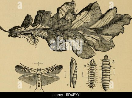 . Entomologia elementare. Entomologia. 184 ENTOMOLOGIA ELEMENTARE MICROLEPIDOPTERA Il tineids {Tineidae) sono il nostro più piccolo tarme e può essere dis- tinguished dalla lunga e stretta, ali avente una ampia frangia di capelli particolarmente sulle zampe posteriori-ali, che sono spesso molto. Fig. 284. Una foglia tineid-minatore della quercia {Lithocolletis hainadiyadella), /&GT;, larva, piatta e forme rotonde ; c, pupa; d, falena ; e, foglia di quercia che mostra le miniere, con bozzoli 2t/)/- (Dopo Comstock) stretto, con una frangia parecchie volte più ampia. Molte delle larve sono foglie-minatori, alimentazione tra le superfici delle foglie, in cui essi tunne Foto Stock