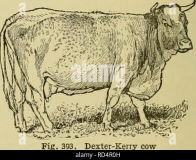 . Dell'enciclopedia degli animali della fattoria. Animali domestici; di prodotti di origine animale. Fig. 392. Dexter-Kerry bull, La Mancha Union Jack. Un grande premio vincitore. Il campo Club Show di Londra dove premi speciali sono offerti per la piccola croce-pane. Nel 1901, a un fat- stock mostra a Birmingham, Inghilterra, il primo premio - Kerry sterzare pesato 840 libbre a diciotto mesi di età. Questa famiglia di Kerries anche pro- duces notevole latte, sebbene il latte-secernente abitudine non è così persistente come con il vero Kerry. La scelta di alcuni allevamenti di Kerries si trovano in Inghilterra sulle tenute di uomini di ricchezza che hanno ripreso Foto Stock