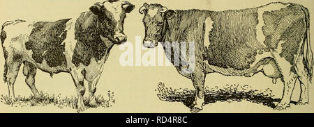 . Dell'enciclopedia degli animali della fattoria. Animali domestici; di prodotti di origine animale. 358 capi di bestiame bovini centri, quasi interamente circa la creazione e la manutenzione di un avanzato sistema di registra- zione. L'avanzato sistema di registro è stato originato da Salomone Hoxie, mentre il segretario della olandese- Associazione frisone. La necessità di è stato sug- gested per lui dal fatto che molti capi di bestiame di dubbia di merito e di allevamento sconosciuto erano stati iscritti nel libro genealogico Holstein. Non vi era necessità di riconosciuto standard intrinseco di merito per servire come guide in allevamento e selezione. Di conseguenza, egli ha indotto la Dutch-Frie Foto Stock